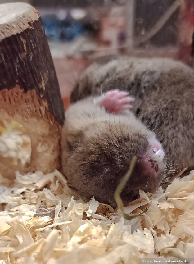 Восточная слепушонка или мини-бобр