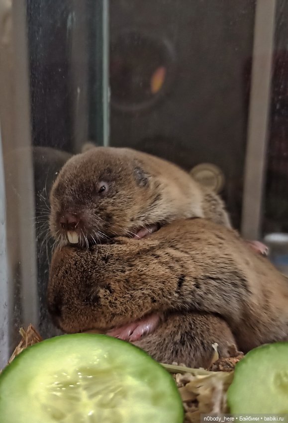 Восточная слепушонка или мини-бобр