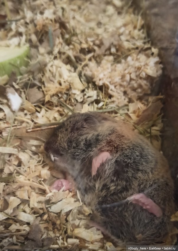 Восточная слепушонка или мини-бобр (фото 3)