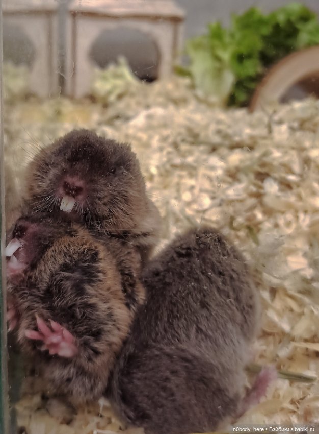 Восточная слепушонка или мини-бобр