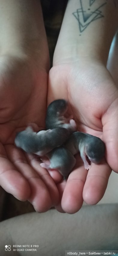 Восточная слепушонка или мини-бобр (фото 9)