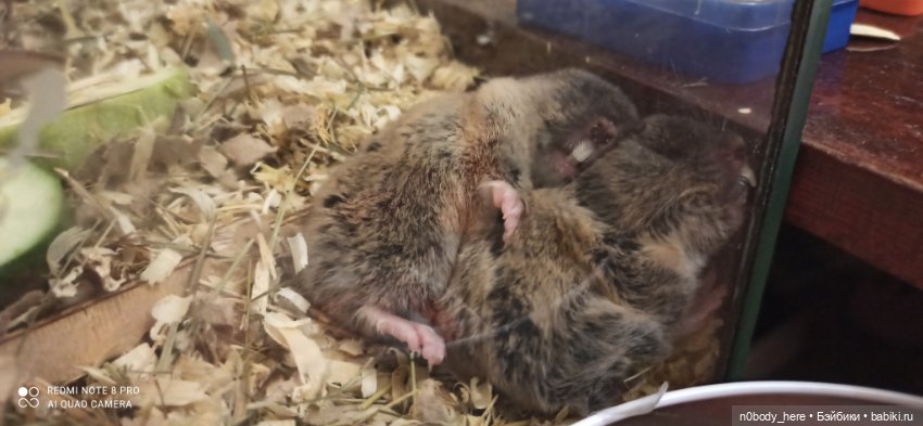 Восточная слепушонка или мини-бобр (фото 6)