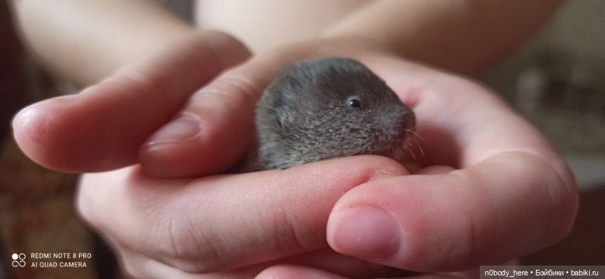 Восточная слепушонка или мини-бобр (фото 10)