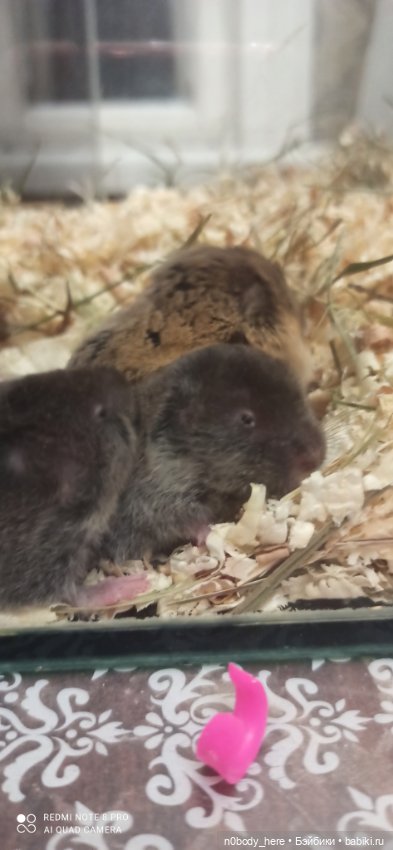 Восточная слепушонка или мини-бобр (фото 4)