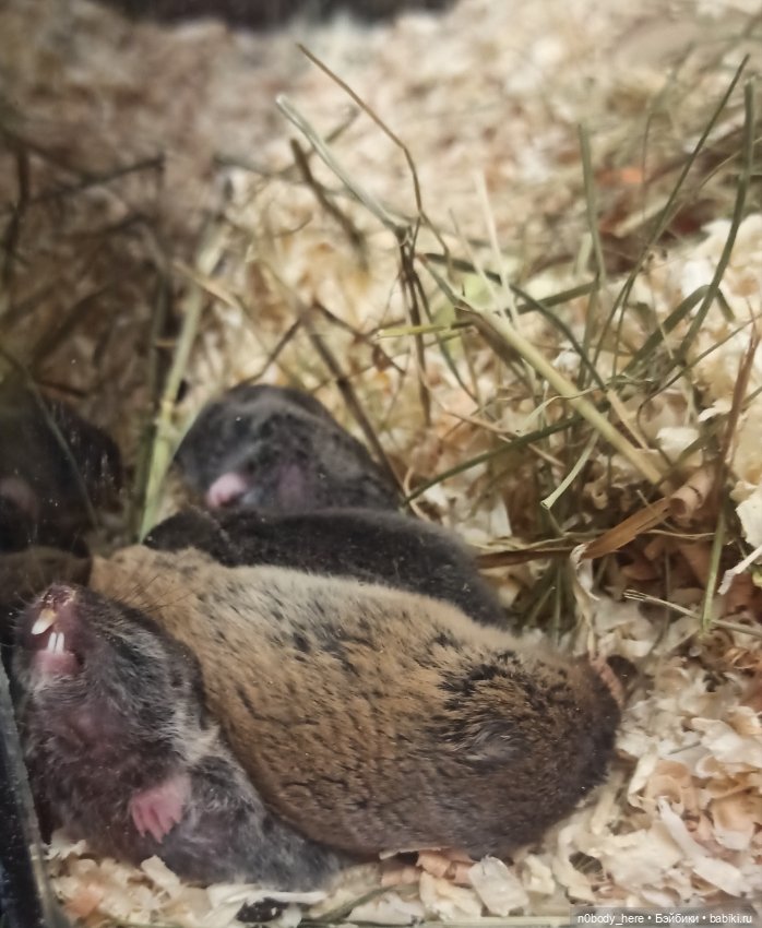 Восточная слепушонка или мини-бобр (фото 5)
