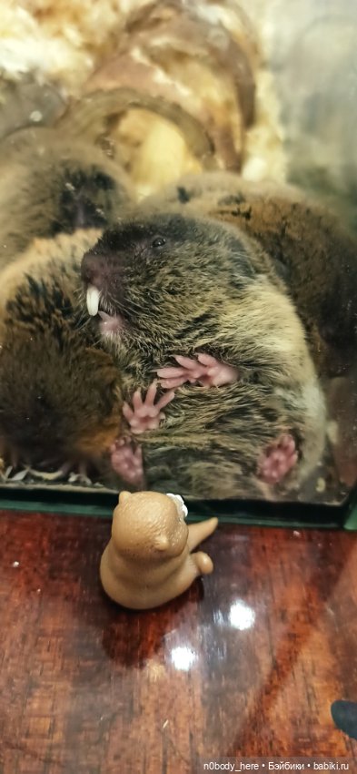 Восточная слепушонка или мини-бобр