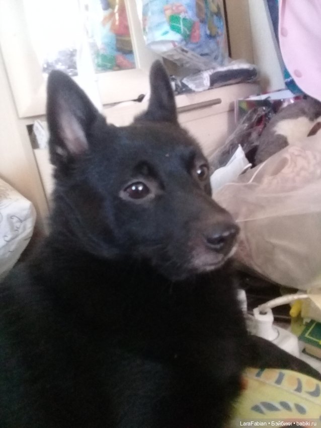 Что за порода шипперке — В мире животных: смешные фото питомцев и зверей