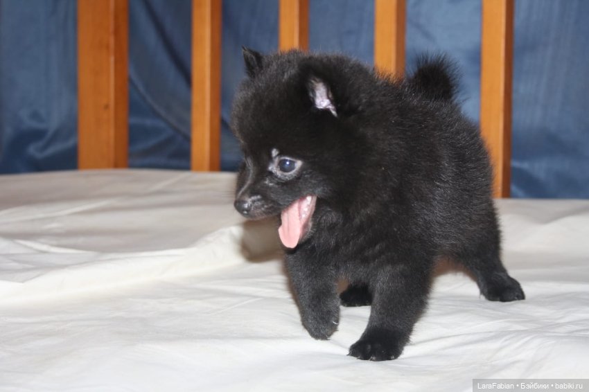 Что за порода шипперке — В мире животных: смешные фото питомцев и зверей (фото 4)