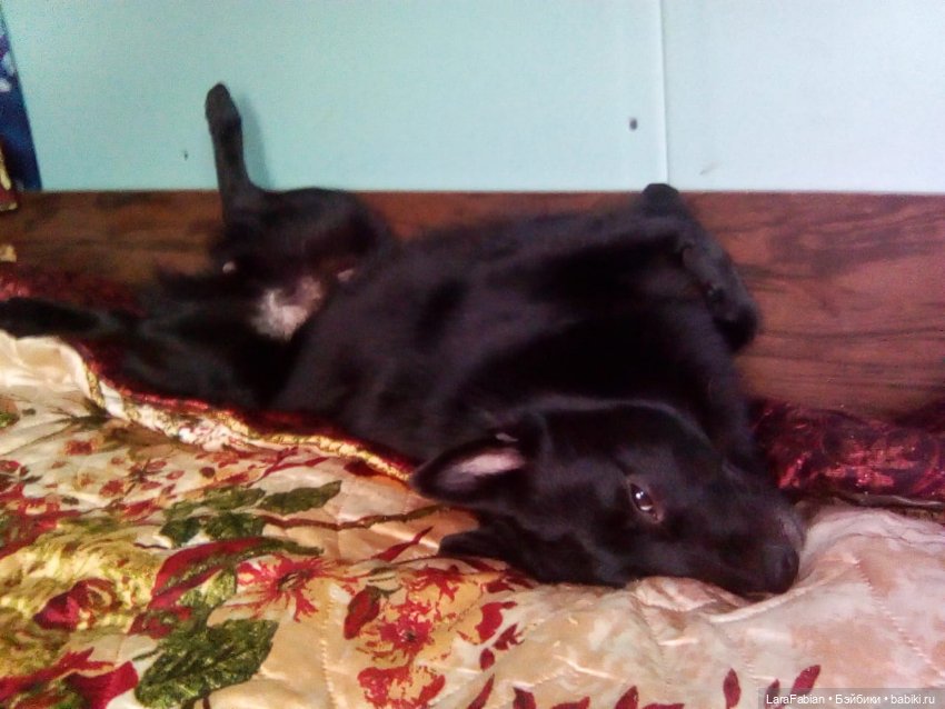 Что за порода шипперке — В мире животных: смешные фото питомцев и зверей (фото 5)