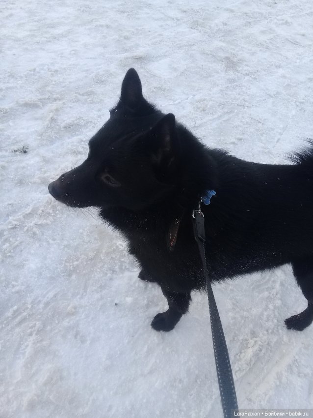 Что за порода шипперке — В мире животных: смешные фото питомцев и зверей (фото 2)