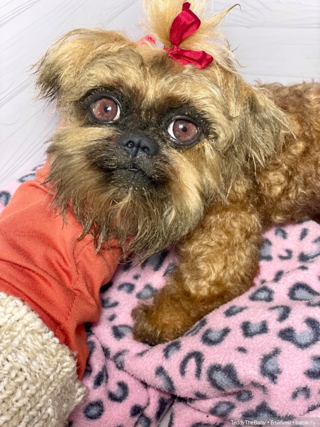 Бонни🐶 — Реалистичные игрушки и звери (Натюр): собаки (фото 10)