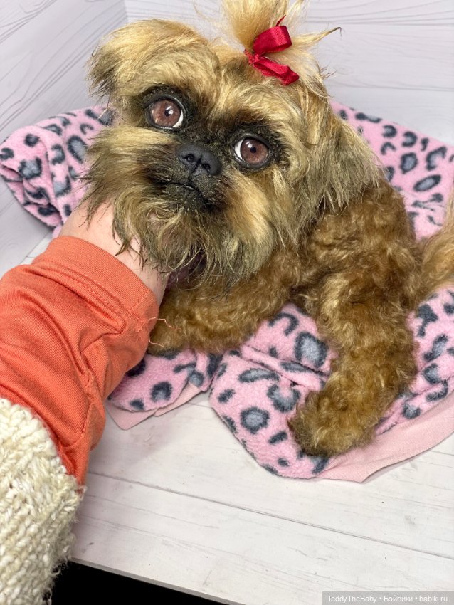 Бонни🐶 — Реалистичные игрушки и звери (Натюр): собаки (фото 7)