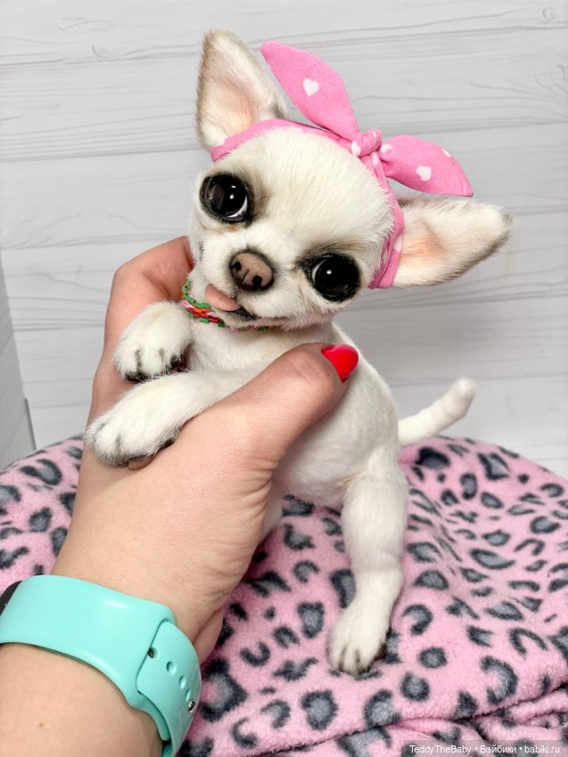 Аиша 🐶🐾 — Реалистичные игрушки и звери (Натюр): собаки (фото 4)