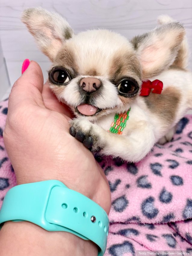 Бах 💥🐾 — Реалистичные игрушки и звери (Натюр): собаки (фото 10)