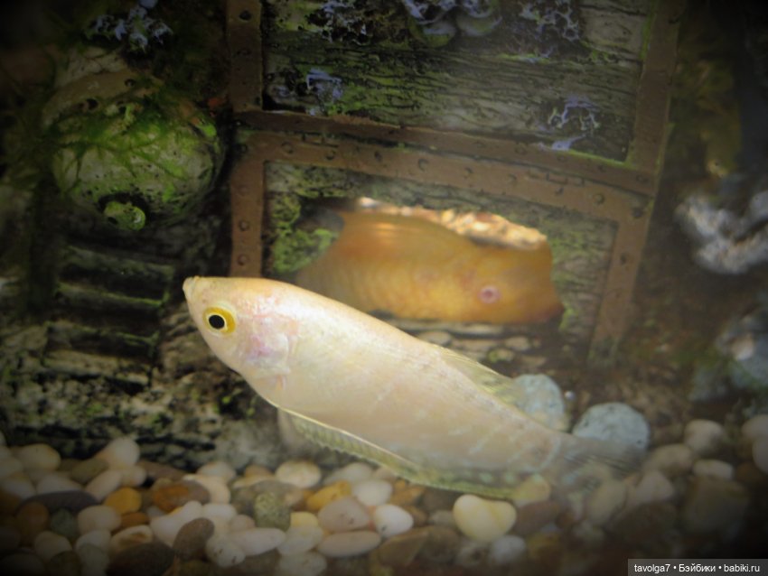 "Петровская Акватория" - музей-макет 1:87 в Санкт-Петербурге