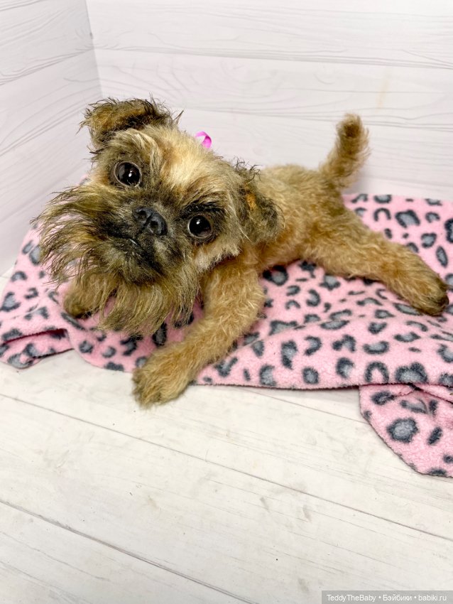 Ralf🐾🐾🐾 — Реалистичные игрушки и звери (Натюр): собаки