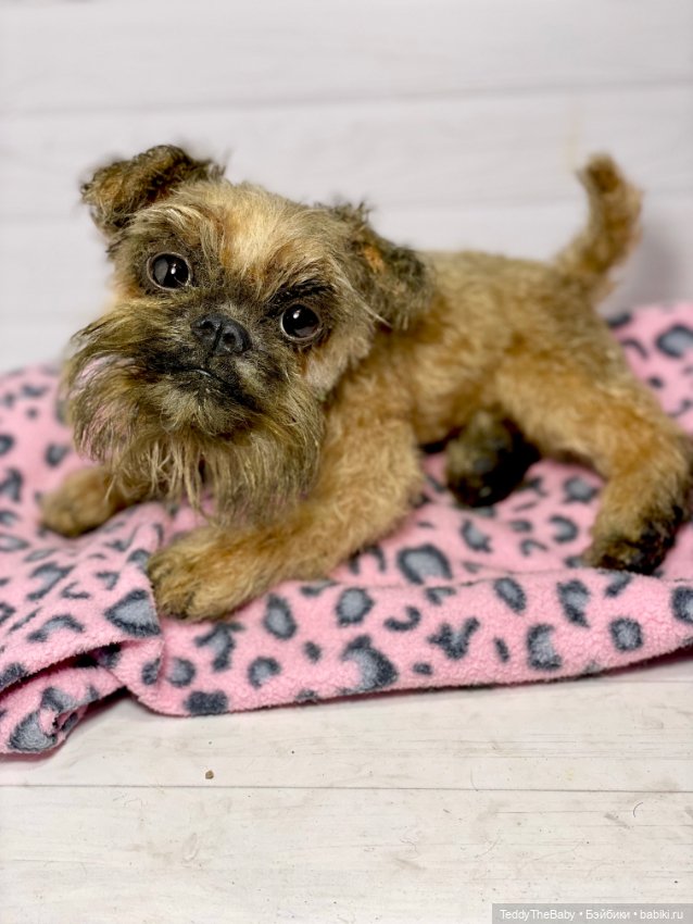 Ralf🐾🐾🐾 — Реалистичные игрушки и звери (Натюр): собаки