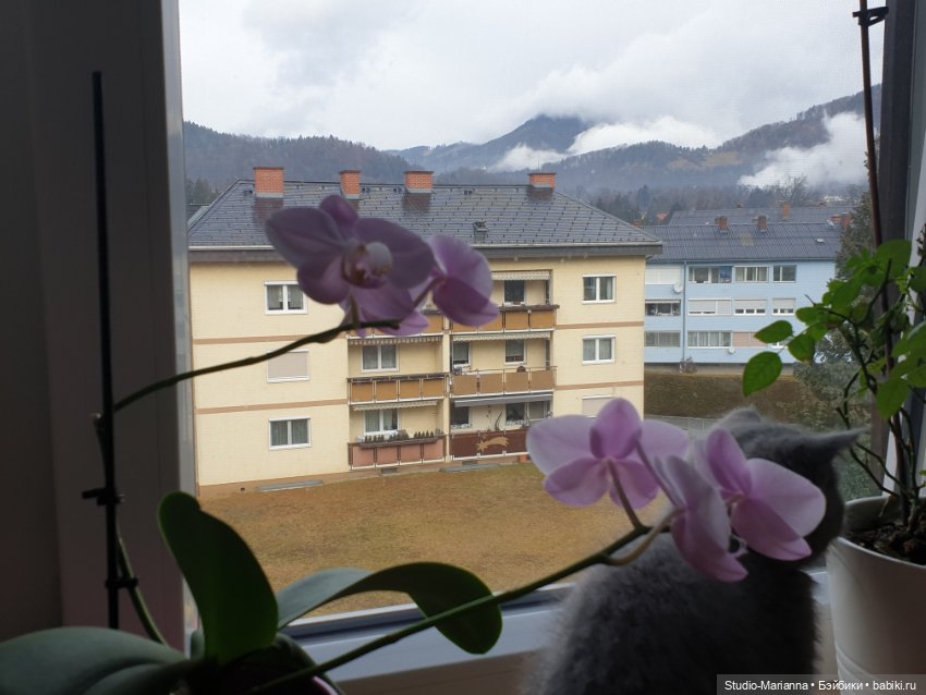 Сабрина и цветущая зима — Куклы Ruby Red (Руби Ред) Fashion Friends: Siblies