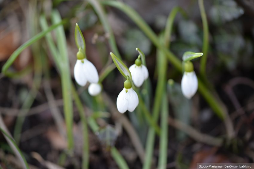 Сабрина и цветущая зима — Куклы Ruby Red (Руби Ред) Fashion Friends: Siblies