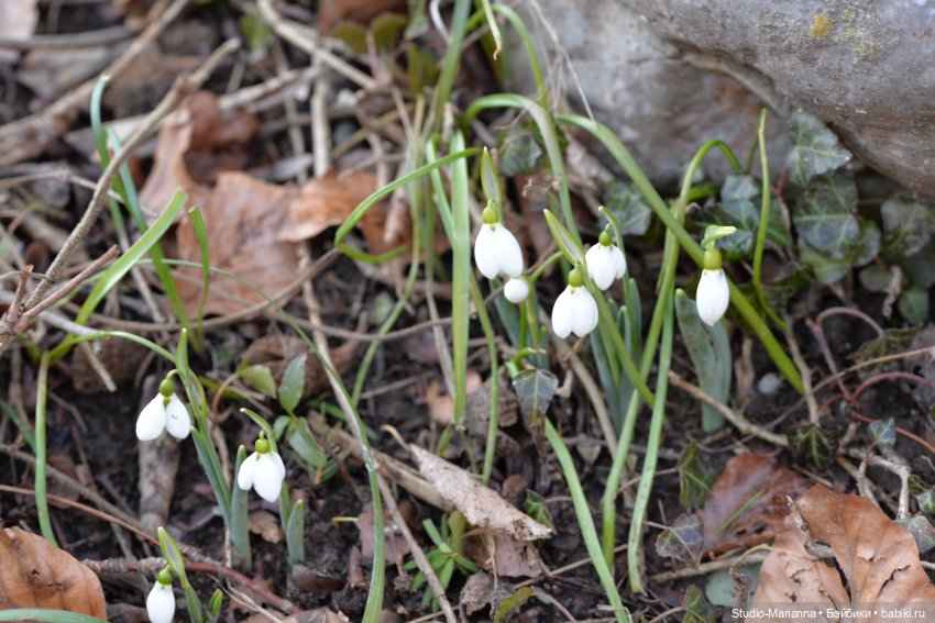 Сабрина и цветущая зима — Куклы Ruby Red (Руби Ред) Fashion Friends: Siblies (фото 10)