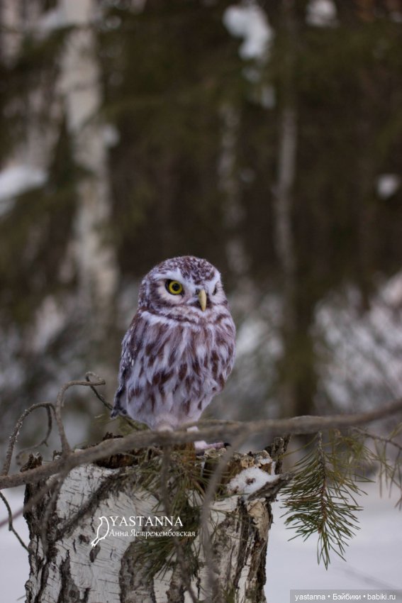 Сычик — Валяные игрушки из шерсти: сухое валяние
