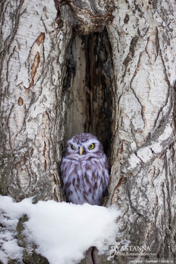Сычик — Валяные игрушки из шерсти: сухое валяние (фото 2)