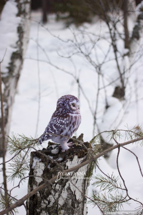 Сычик — Валяные игрушки из шерсти: сухое валяние