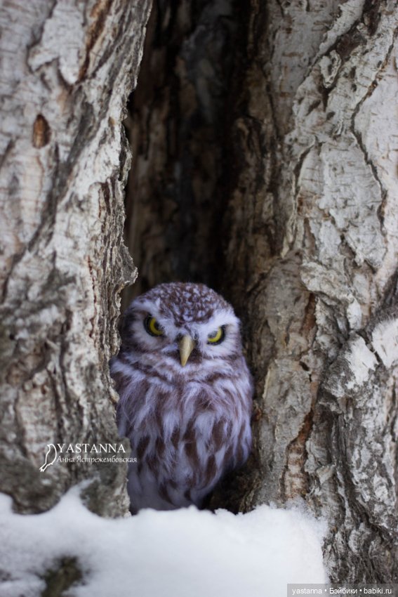Сычик — Валяные игрушки из шерсти: сухое валяние (фото 5)