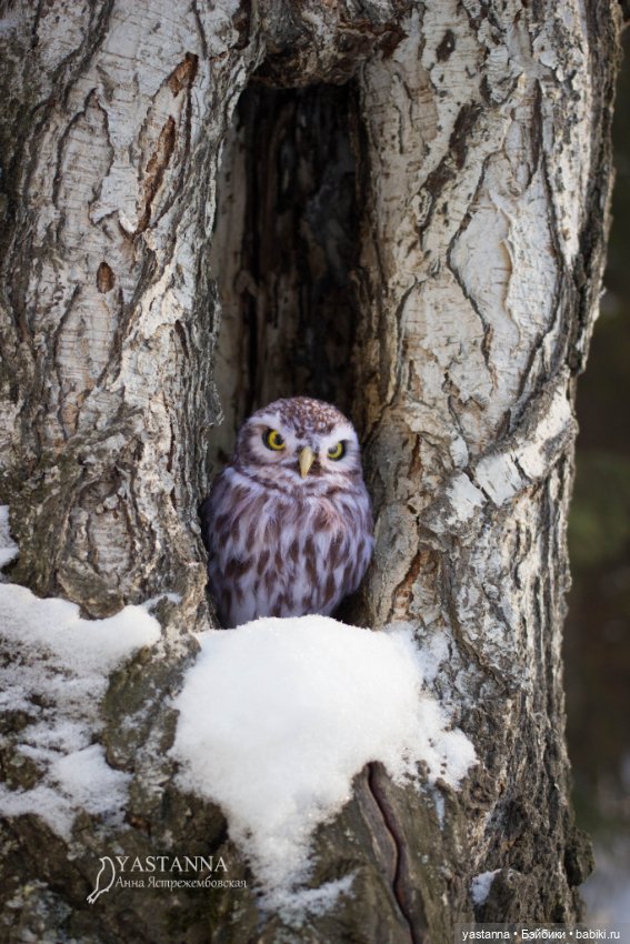 Сычик — Валяные игрушки из шерсти: сухое валяние (фото 10)