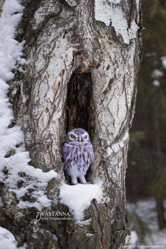 Сычик — Валяные игрушки из шерсти: сухое валяние (фото 8)