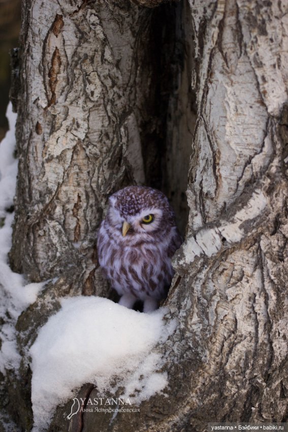 Сычик — Валяные игрушки из шерсти: сухое валяние (фото 9)