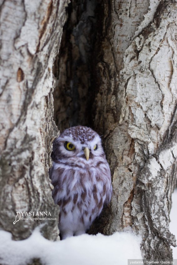 Сычик — Валяные игрушки из шерсти: сухое валяние (фото 3)
