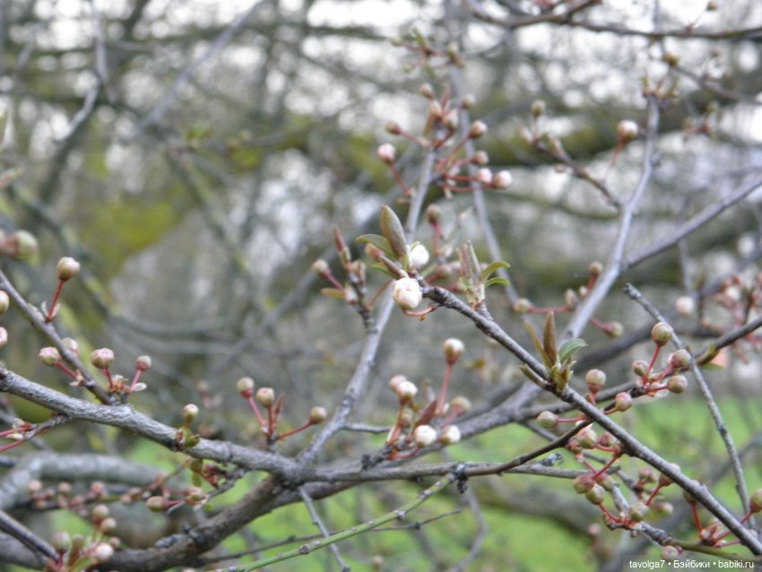 Имболк — Куклы и тела Obitsu (Обитсу): 1/6