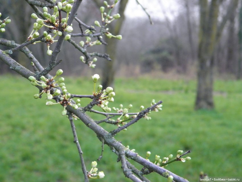 Имболк — Куклы и тела Obitsu (Обитсу): 1/6