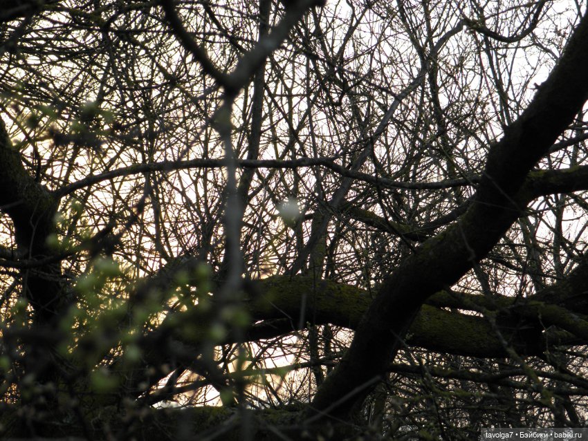 Имболк — Куклы и тела Obitsu (Обитсу): 1/6