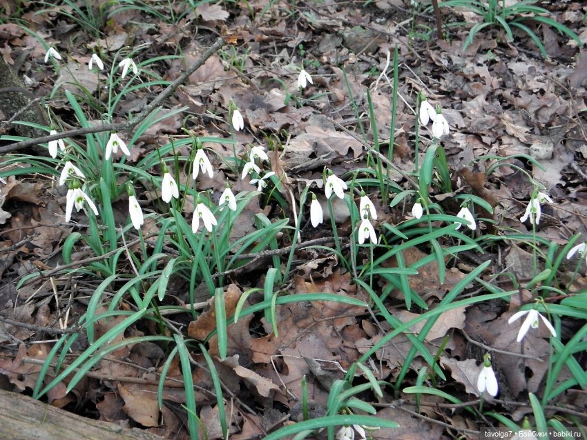 Имболк — Куклы и тела Obitsu (Обитсу): 1/6