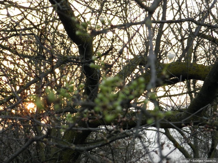 Имболк — Куклы и тела Obitsu (Обитсу): 1/6