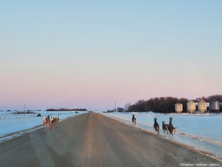 Поедем, красотка, кататься (фото 5)