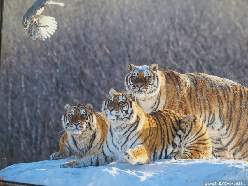 Галамартовна где-то на Большой Никитской