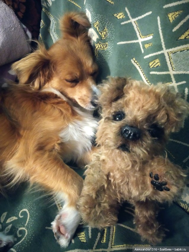 Пополнение семейства или — Домашние фото авторских игрушек: Тедди