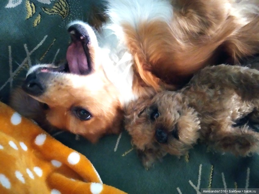 Пополнение семейства или — Домашние фото авторских игрушек: Тедди