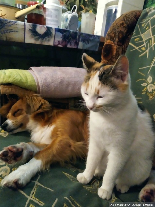 Пополнение семейства или — Домашние фото авторских игрушек: Тедди