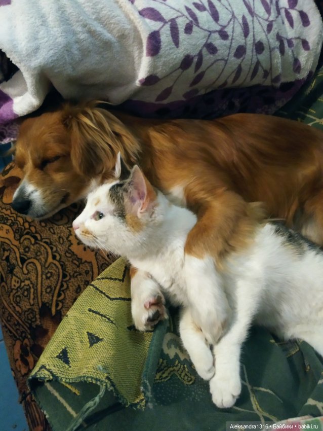 Пополнение семейства или — Домашние фото авторских игрушек: Тедди