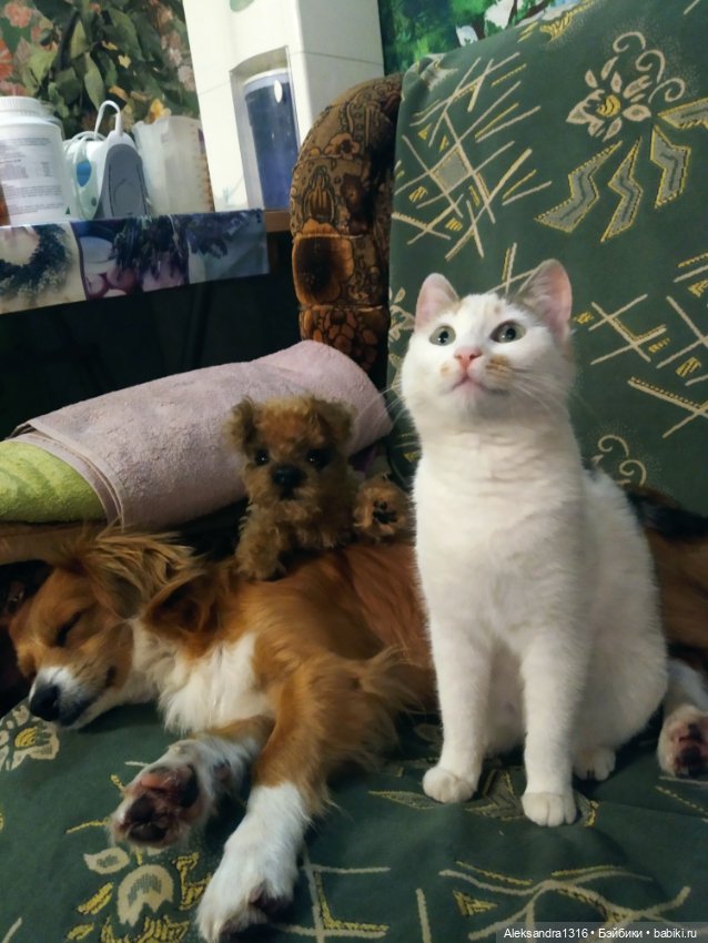 Пополнение семейства или — Домашние фото авторских игрушек: Тедди