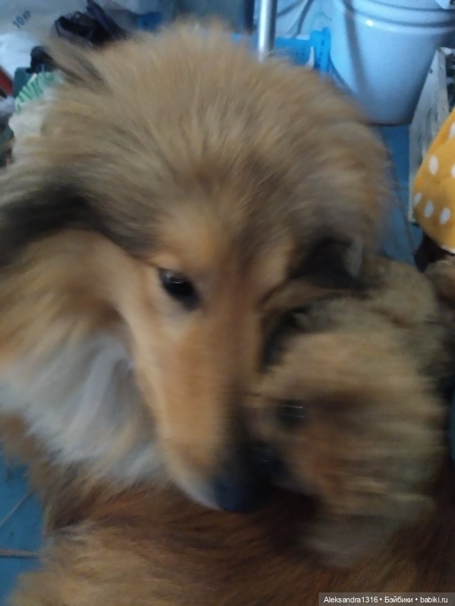 Пополнение семейства или — Домашние фото авторских игрушек: Тедди