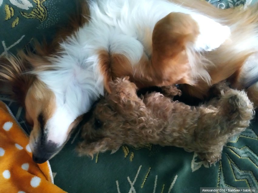 Пополнение семейства или — Домашние фото авторских игрушек: Тедди