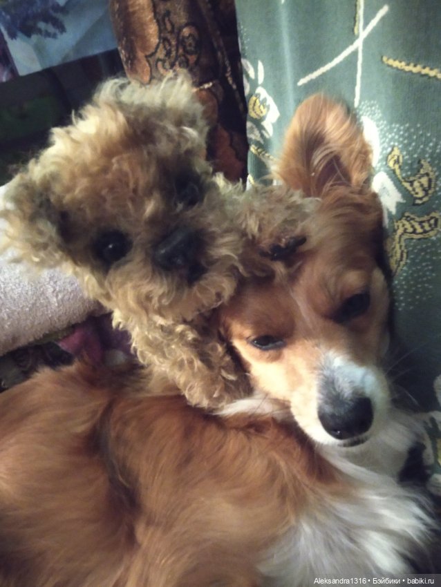 Пополнение семейства или — Домашние фото авторских игрушек: Тедди