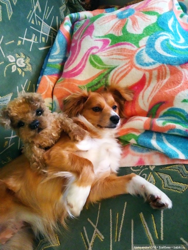 Пополнение семейства или — Домашние фото авторских игрушек: Тедди (фото 8)