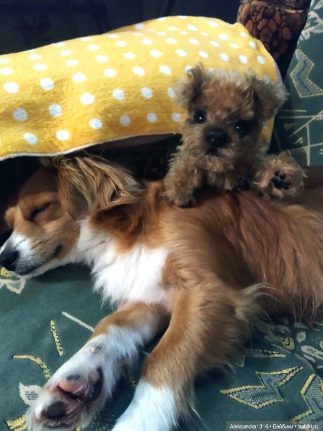 Пополнение семейства или — Домашние фото авторских игрушек: Тедди