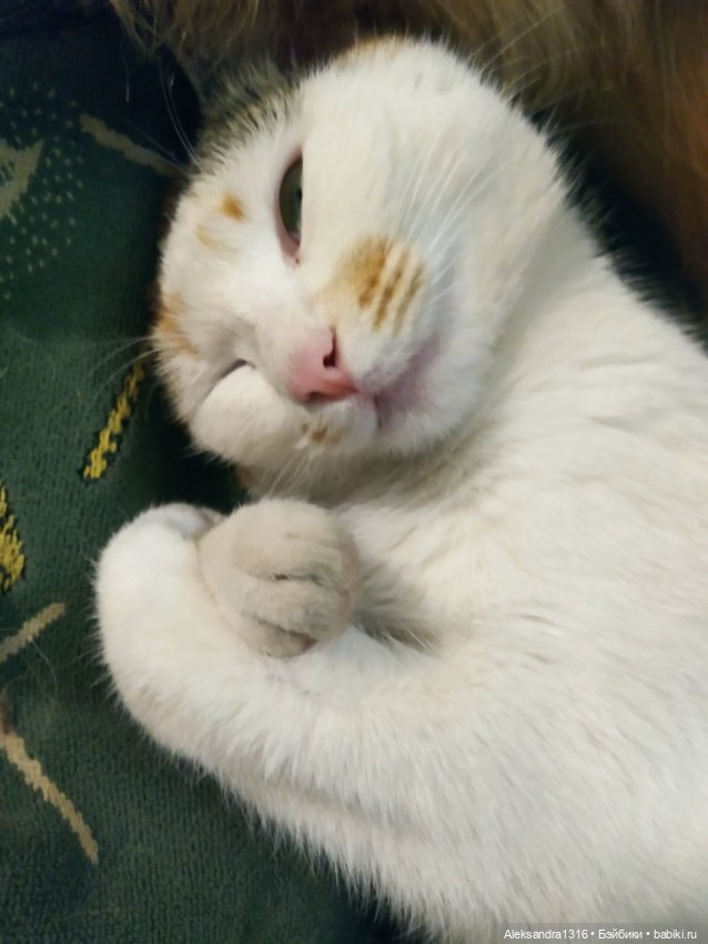 Пополнение семейства или — Домашние фото авторских игрушек: Тедди